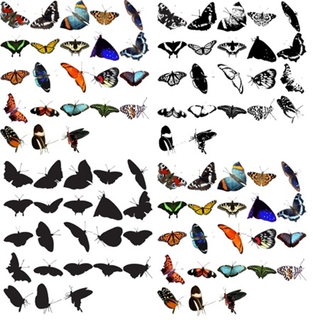butterfliespreview